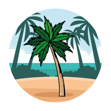 Palm beach tree nature cartoon