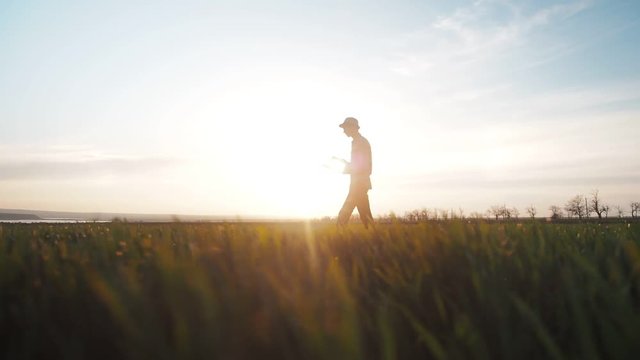 Young farmer standing in a green wheat field at golden sunset. Organic farming concept, young plants of wheat. Farmer working at field countryside, agricultural landscape.