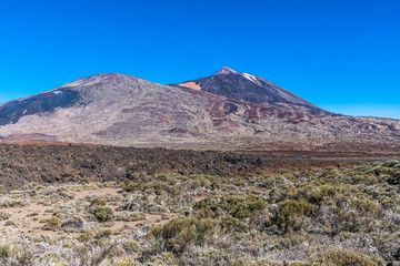 Fototapeta na wymiar Sparse vegetation around Teide volcano