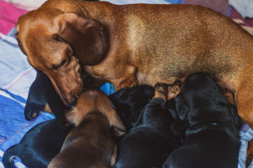 Mother dachshund feeding its cubs