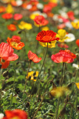 Obraz premium field of red poppies