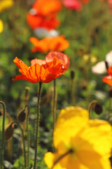orange poppy flower of feild