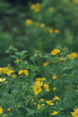 Obraz na płótnie Canvas wild yellow flowers