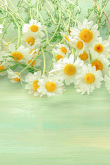 A bouquet of blooming chamomile flowers on a teal wooden background with copyspace, toned image