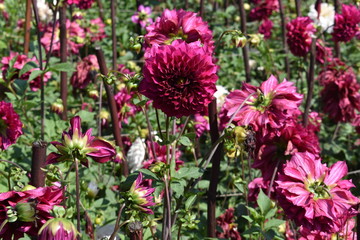Gorgeous Dahlia Flower at flower show in Kodaikanal Tamil Nadu, India