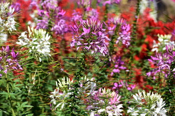Colorful flowers at flower show in Kodaikanal Tamil Nadu, India