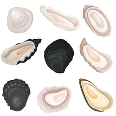 Set of different images of oysters. Vector illustration on white background.