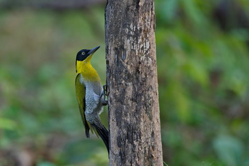 Black-headed Woodpecker