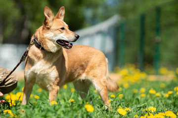 Photo of ginger small dog with its mouth open and sticking out tongue with leash around her neck sitting on green lawn with yellow flowers