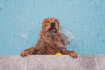 Golden Retriever dog squatting by the pool