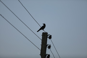 old electric pole and wires