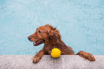Golden Retriever dog squatting by the pool