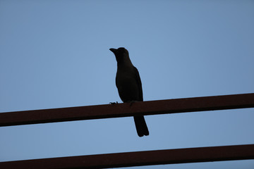 bird on branch