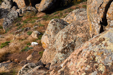 Homeless white cat near the rocks