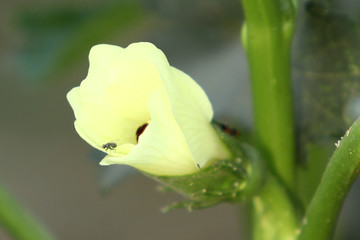 lily of the valley