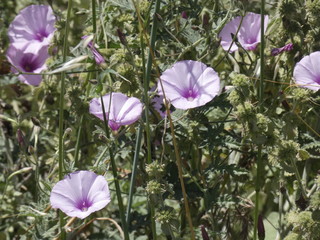 Flores silvestres en primavera
