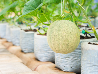 Net melon hanging on the tree in organic greenhouse farm.