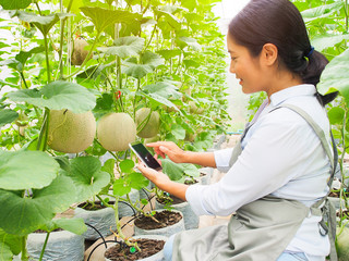 Young smart farmer using the smartphone to sell organic net melon fruit by online marketing.