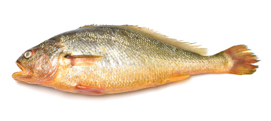 Yellow Croaker Fish On White background 