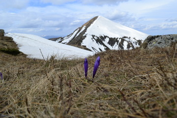 Crocuses, Mount Hoverla, spring in the Carpathians