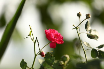flower in garden
