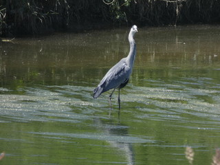 Ave en el rio, con sus largas patas, esperando que pase un pececillo para pescarlo y comerlo