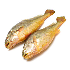 Yellow Croaker Fish On White background 