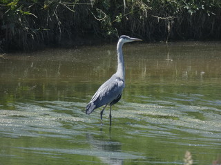 Ave en el rio, con sus largas patas, esperando que pase un pececillo para pescarlo y comerlo