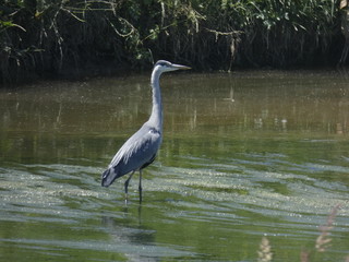 Ave en el rio, con sus largas patas, esperando que pase un pececillo para pescarlo y comerlo