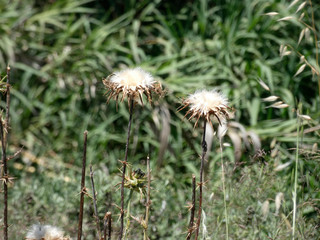 Flores de cardo en primavera, preparada para diseminar sus semillas y reproducirse