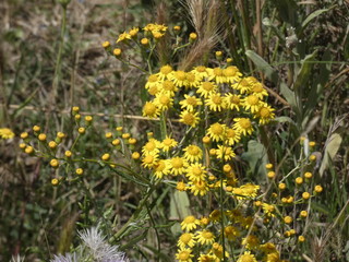 Flores silvestres en primavera