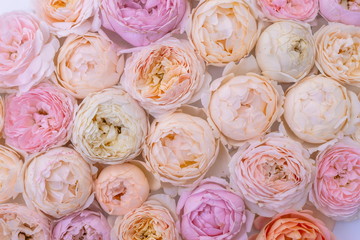 garlic, rose, food, roses, flower, bouquet, pink, vegetable, flowers, white, love, fresh, nature, wedding, floral, beautiful, spice, organic, pattern, market, bunch, red, petal, bulb, natural