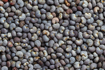 extreme close up of black poppy seeds
