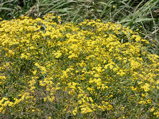 Flores silvestres en primavera