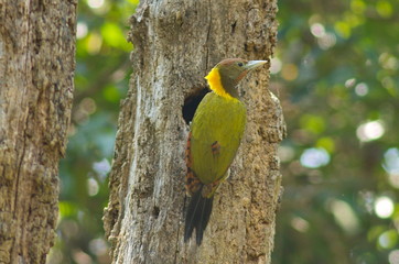 Greater-Yellownaped Woodpecker.