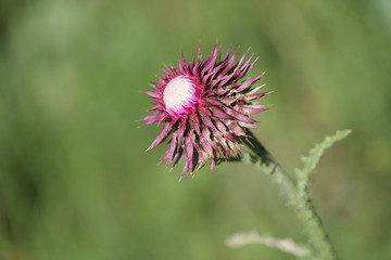wild plant beautiful garden flowers/ summer flower background 