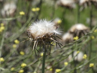 Flores de cardo en primavera, preparada para diseminar sus semillas y reproducirse