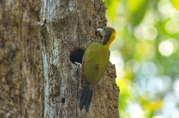 Greater-Yellownaped Woodpecker.