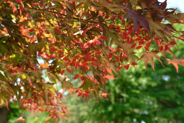 Red maple leaves (Acer rubrum) with lots of yellow and red seeds in Nami Island, Korea