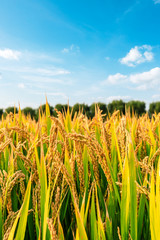 Ripe rice field and sky landscape on the farm