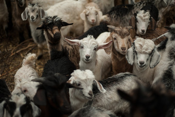 herd of cute goats