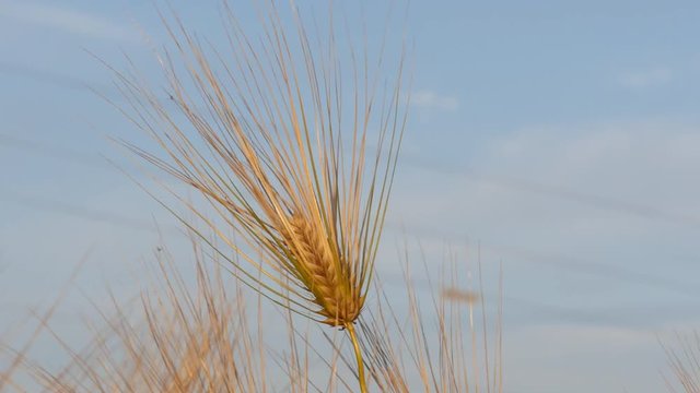 Beautiful scenery of wild barley image