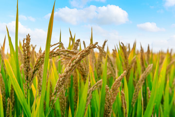 Naklejka premium Ripe rice field and sky landscape on the farm