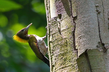 Greater-Yellownaped Woodpecker.