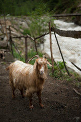 Obraz premium Dere Kenarındaki Keçi