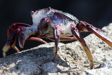 rote_Klippenkrabbe