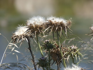Flores de cardo en primavera, preparada para diseminar sus semillas y reproducirse