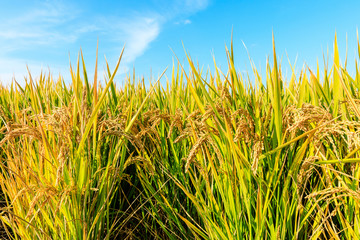 Ripe rice field and sky landscape on the farm