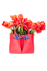 A bouquet of red tulips and mouse hyacinth stands in a red female handbag or shopper bag isolated on a white background.