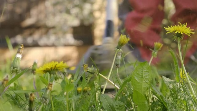 Closeup of gas mower mowing green grass on lawn. weed and dandelion flowers fall cropped by trimmer.